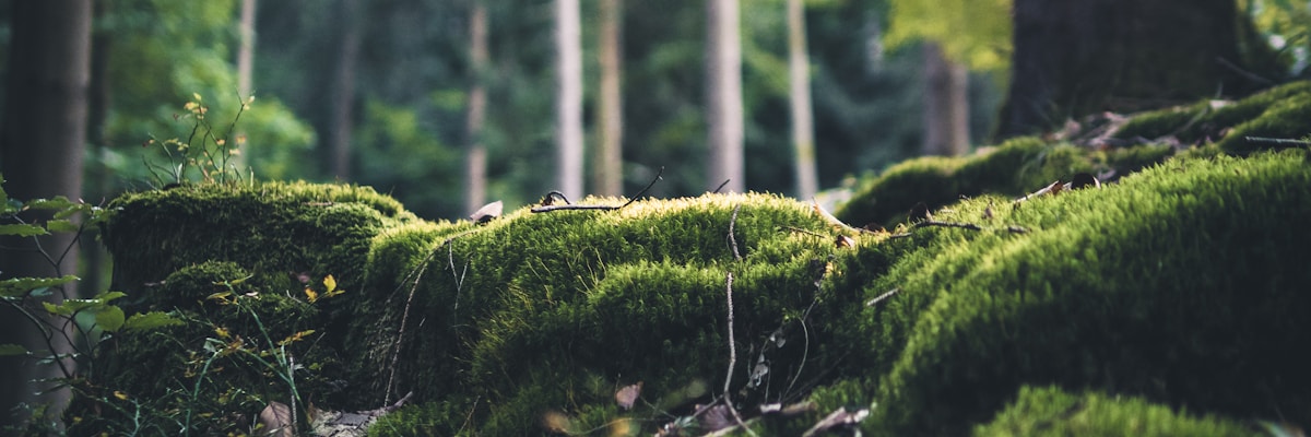 Springfield Community Center